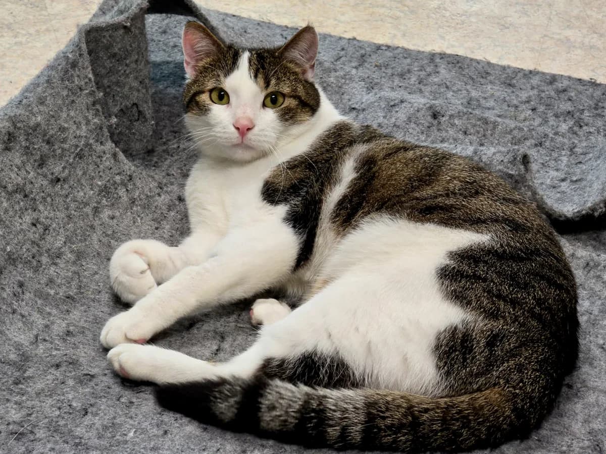 Minou, female young Mixed Breed Cat for adoption at Katzenhaus Schaffhausen, Neuhausen am Rheinfall