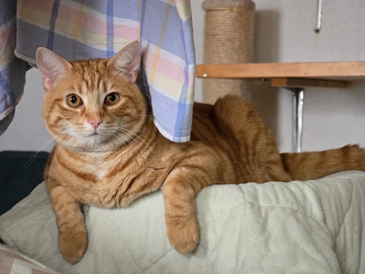 Findus & Nudle, male 4yo Mixed Breed Cat for adoption at Katzenhaus Schaffhausen, Neuhausen am Rheinfall