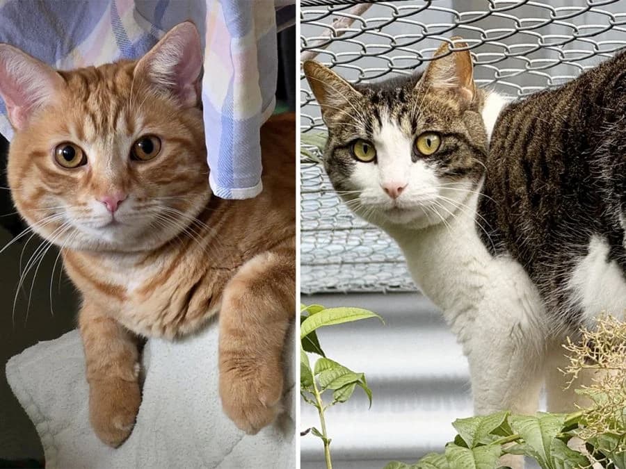 Findus & Nudle, male 4yo Mixed Breed Cat for adoption at Katzenhaus Schaffhausen, Neuhausen am Rheinfall