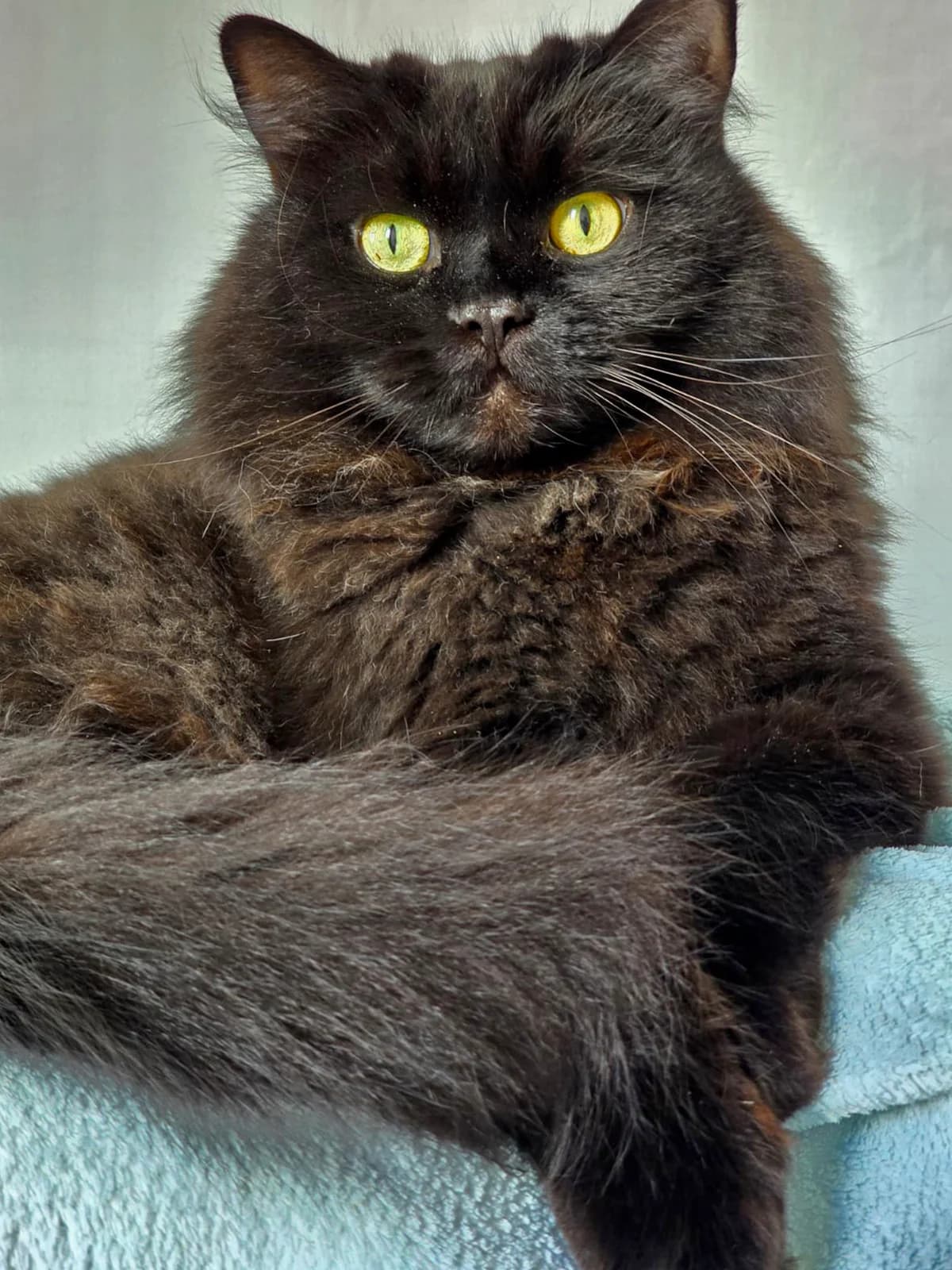 Liun, male 7yo Persian for adoption at Katzenhaus Schaffhausen, Neuhausen am Rheinfall