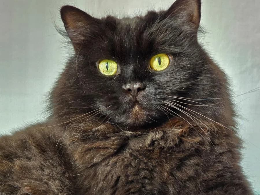 Liun, male 7yo Persian for adoption at Katzenhaus Schaffhausen, Neuhausen am Rheinfall