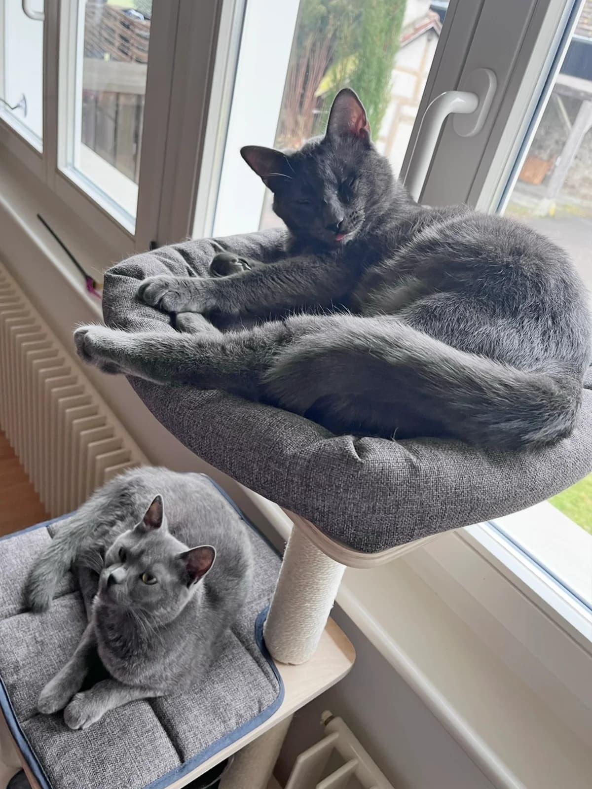 Luna und Muffin (DIREKTVERMITTLUNG), male 5yo Mixed Breed Cat for adoption at Katzenhaus Schaffhausen, Neuhausen am Rheinfall