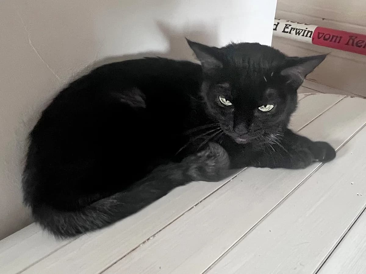 Aradia (DIREKTVERMITTLUNG), female 5yo Mixed Breed for adoption at Katzenhaus Schaffhausen, Neuhausen am Rheinfall