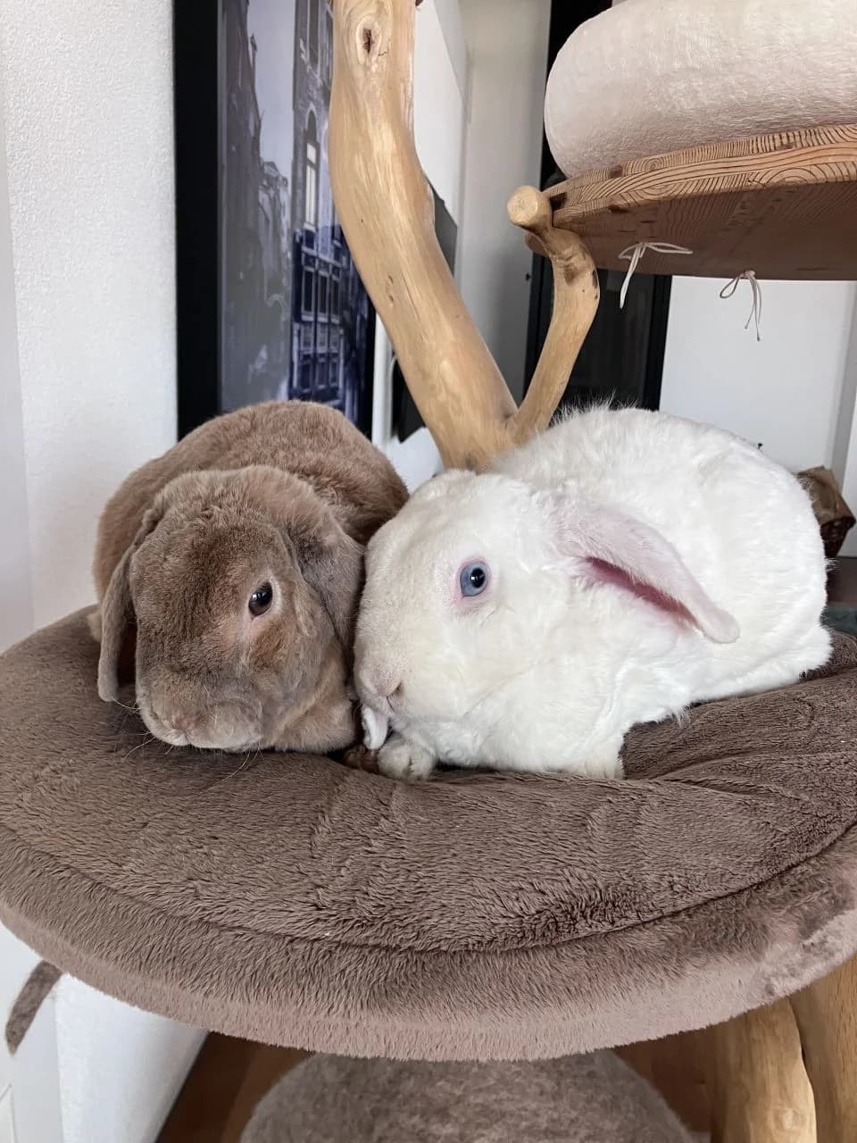 Gaston et Coquine, male Mixed Breed for adoption at Association La Colline aux Lapins, Cernier