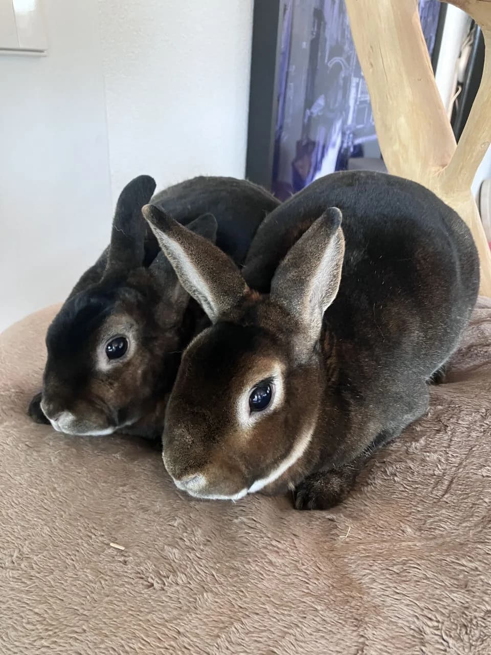 NOISETTE et CINNABUN, male 5yo Mixed Breed for adoption at Association La Colline aux Lapins, Cernier