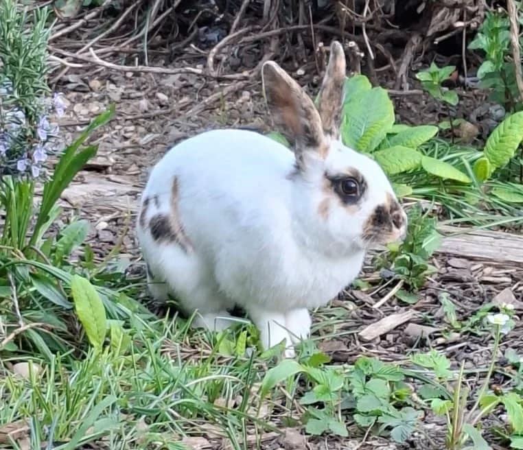 Yuki, female Mixed Breed for adoption at Association La Colline aux Lapins, Cernier