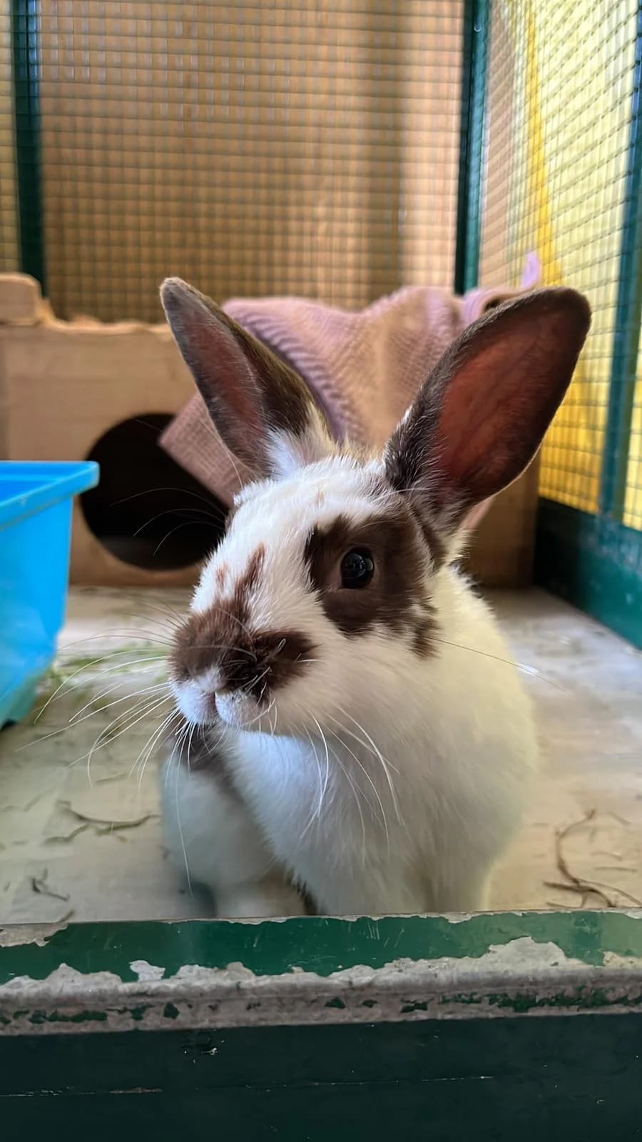 Nesquick, male Mixed Breed for adoption at Association La Colline aux Lapins, Cernier