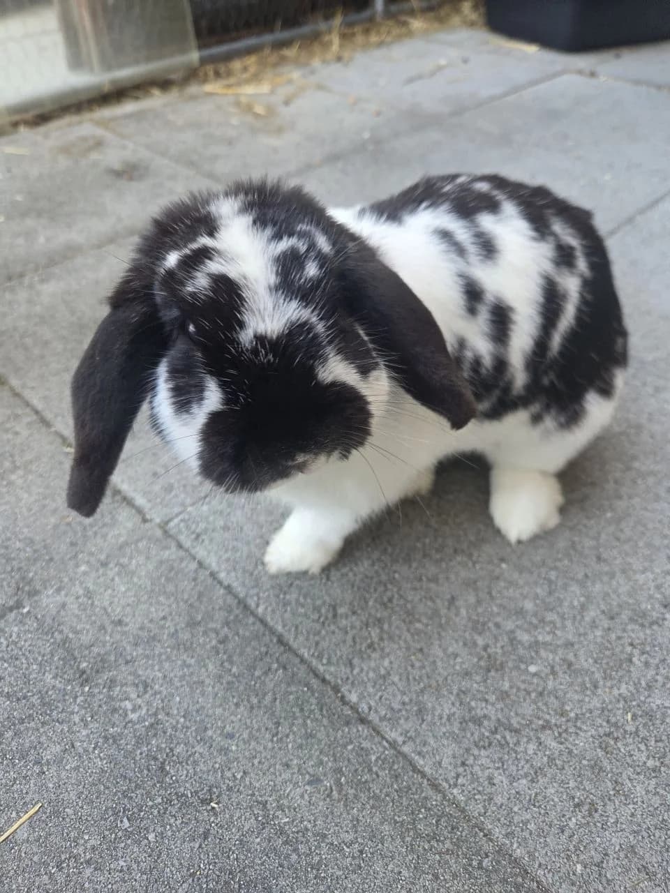 Stracciatelle, male Mixed Breed for adoption at Association La Colline aux Lapins, Cernier