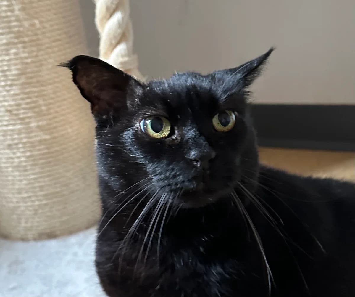 Loulou, senior Mixed Breed for adoption at Ligue Vaudoise pour la Défense des Animaux — La Maison des Chats