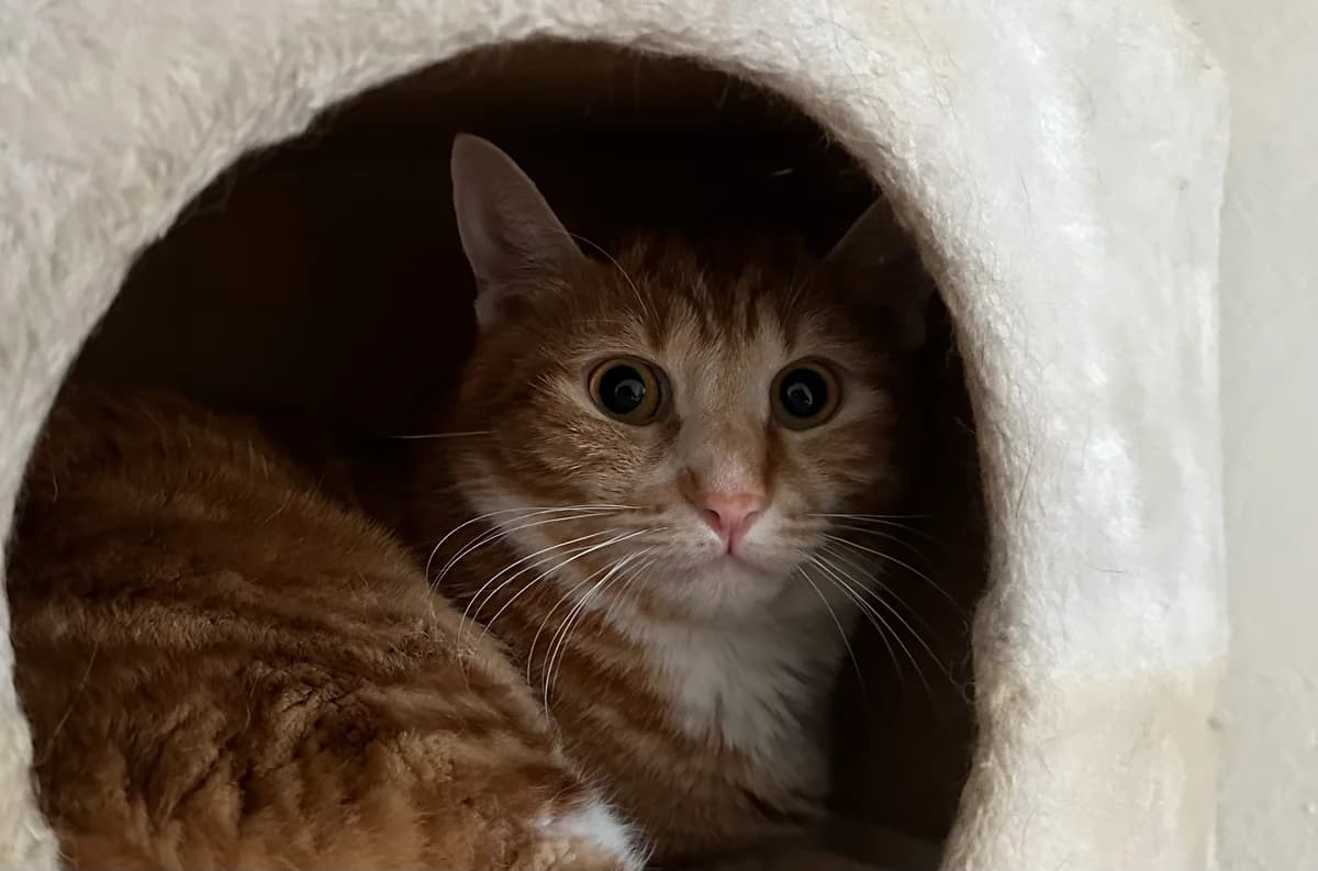 Lulu, female Mixed Breed for adoption at Ligue Vaudoise pour la Défense des Animaux — La Maison des Chats