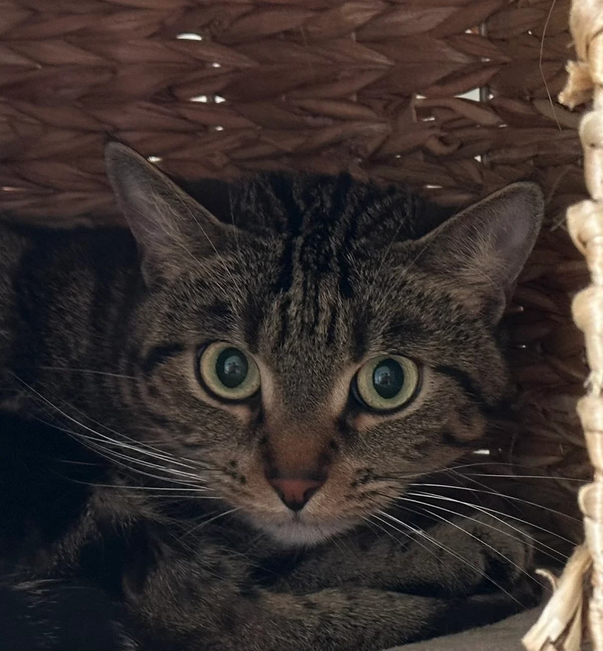 Zina, female 3yo Mixed Breed for adoption at Ligue Vaudoise pour la Défense des Animaux — La Maison des Chats