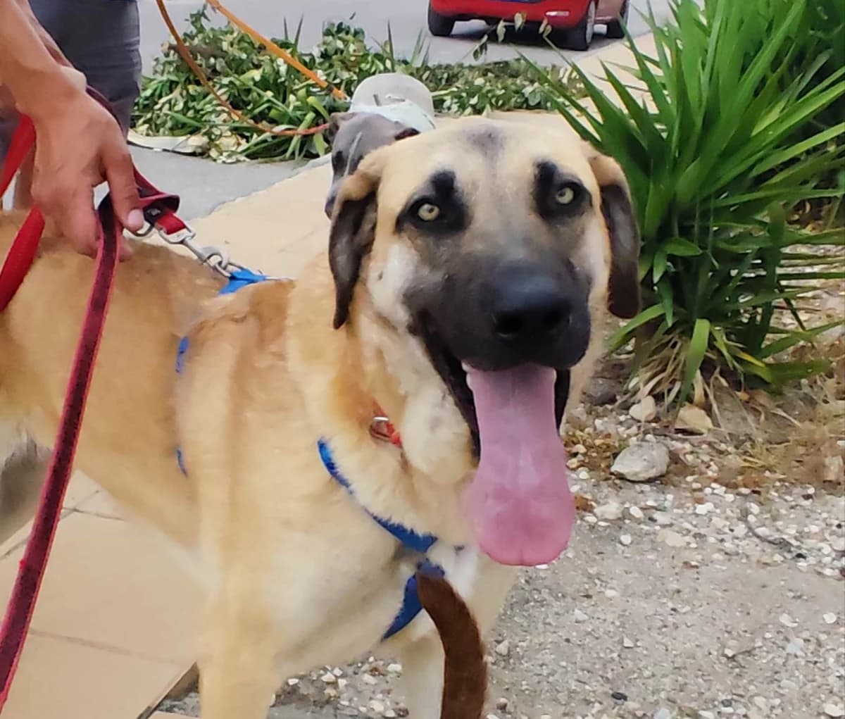 MERY, female puppy Mixed Breed for adoption at MACFI - Maison d