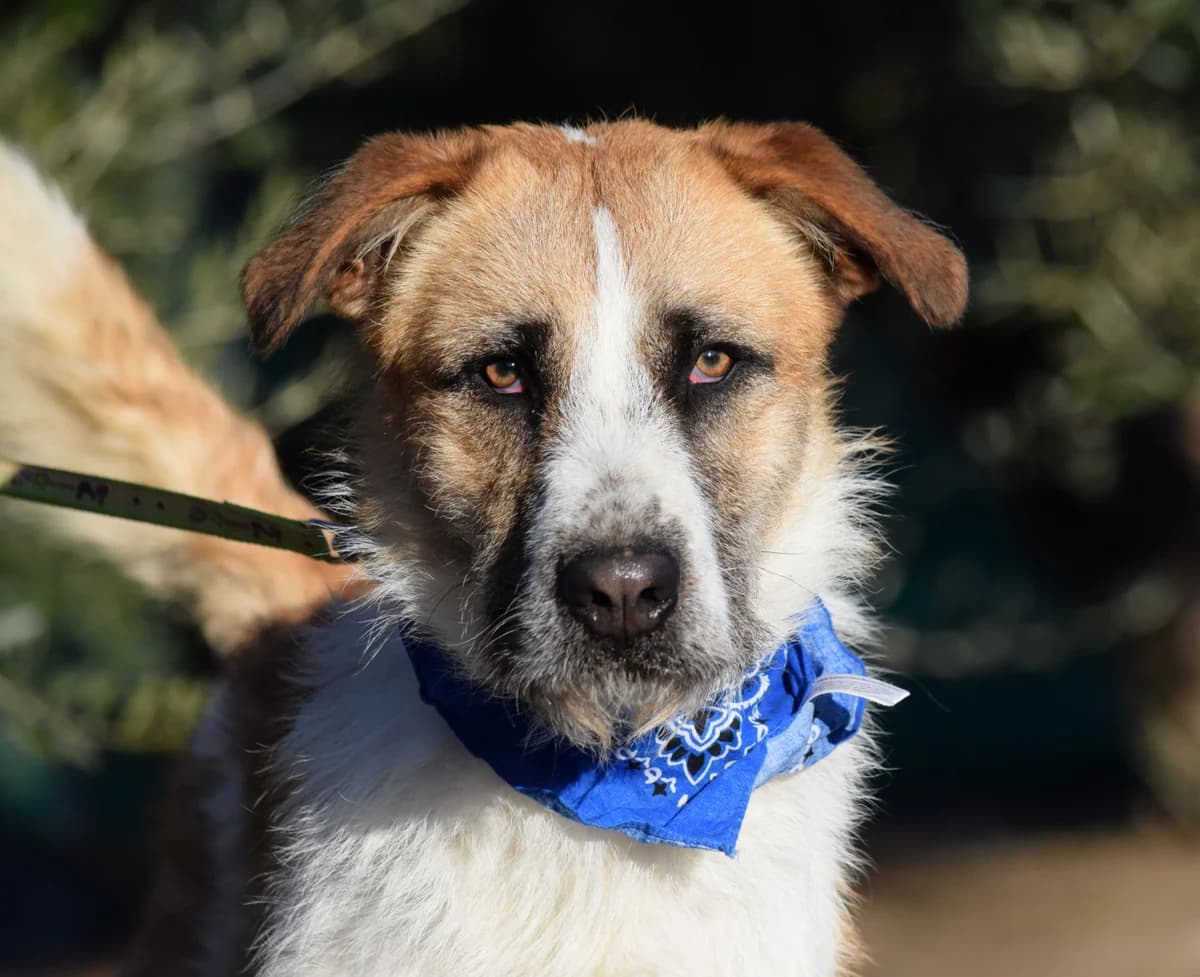 LOCKY, Mixed Breed for adoption at MACFI - Maison d