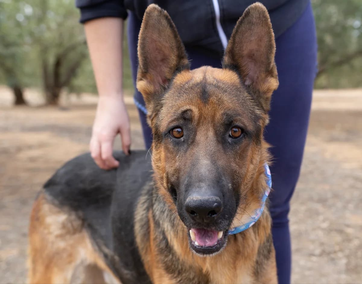 CONAN, Mixed Breed for adoption at MACFI - Maison d