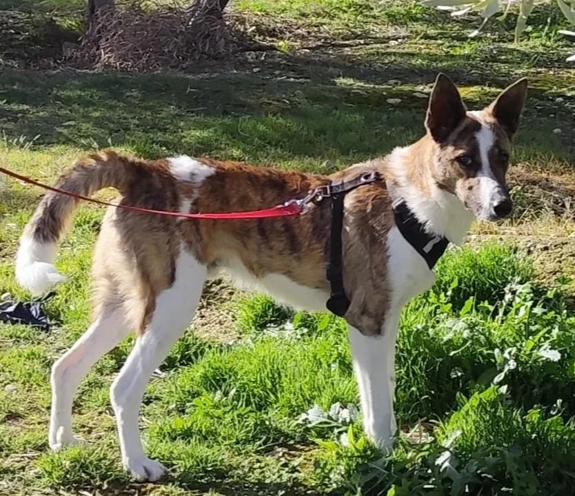 DRAKO, Mixed Breed for adoption at MACFI - Maison d