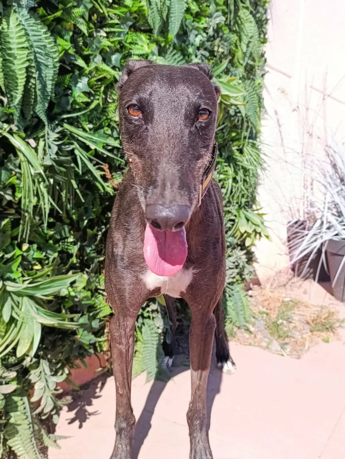 HELLBOY, male Mixed Breed for adoption at MACFI - Maison d