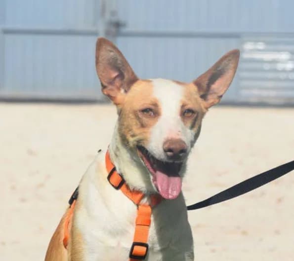 LUCAS, Mixed Breed for adoption at MACFI - Maison d