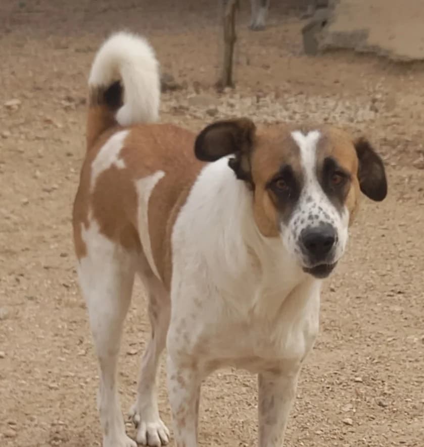LAGUNA, Mixed Breed for adoption at MACFI - Maison d