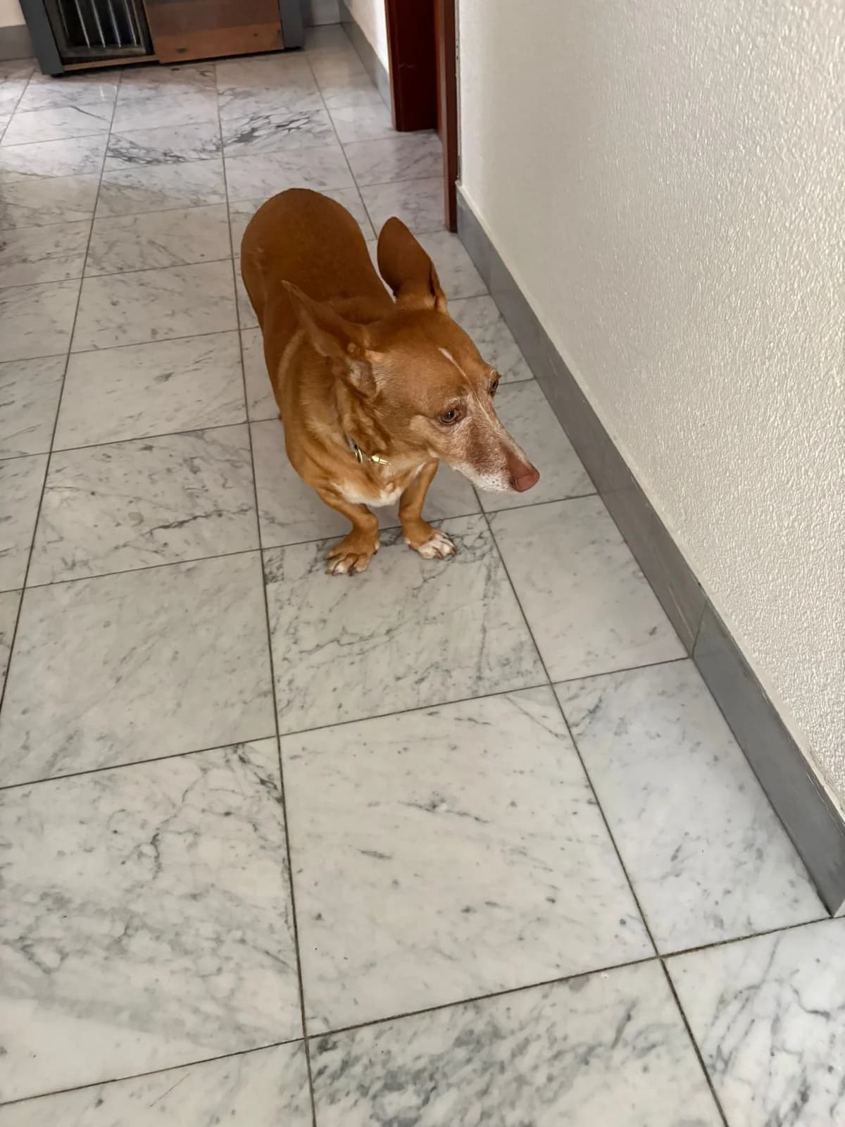 ANUNA, Mixed Breed for adoption at MACFI - Maison d