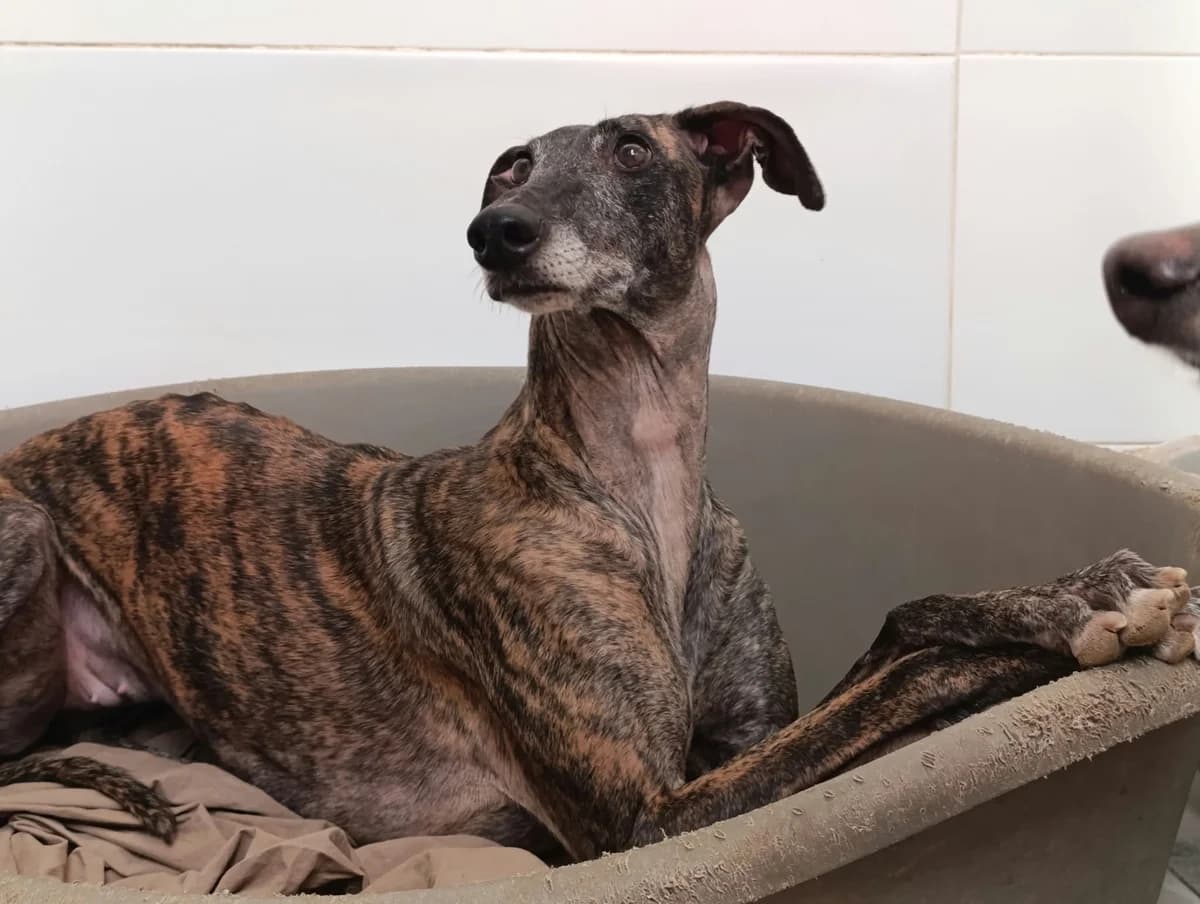 DORAYAKI, Mixed Breed for adoption at MACFI - Maison d