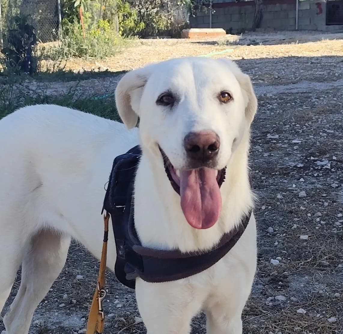 MARTINA, Mixed Breed for adoption at MACFI - Maison d