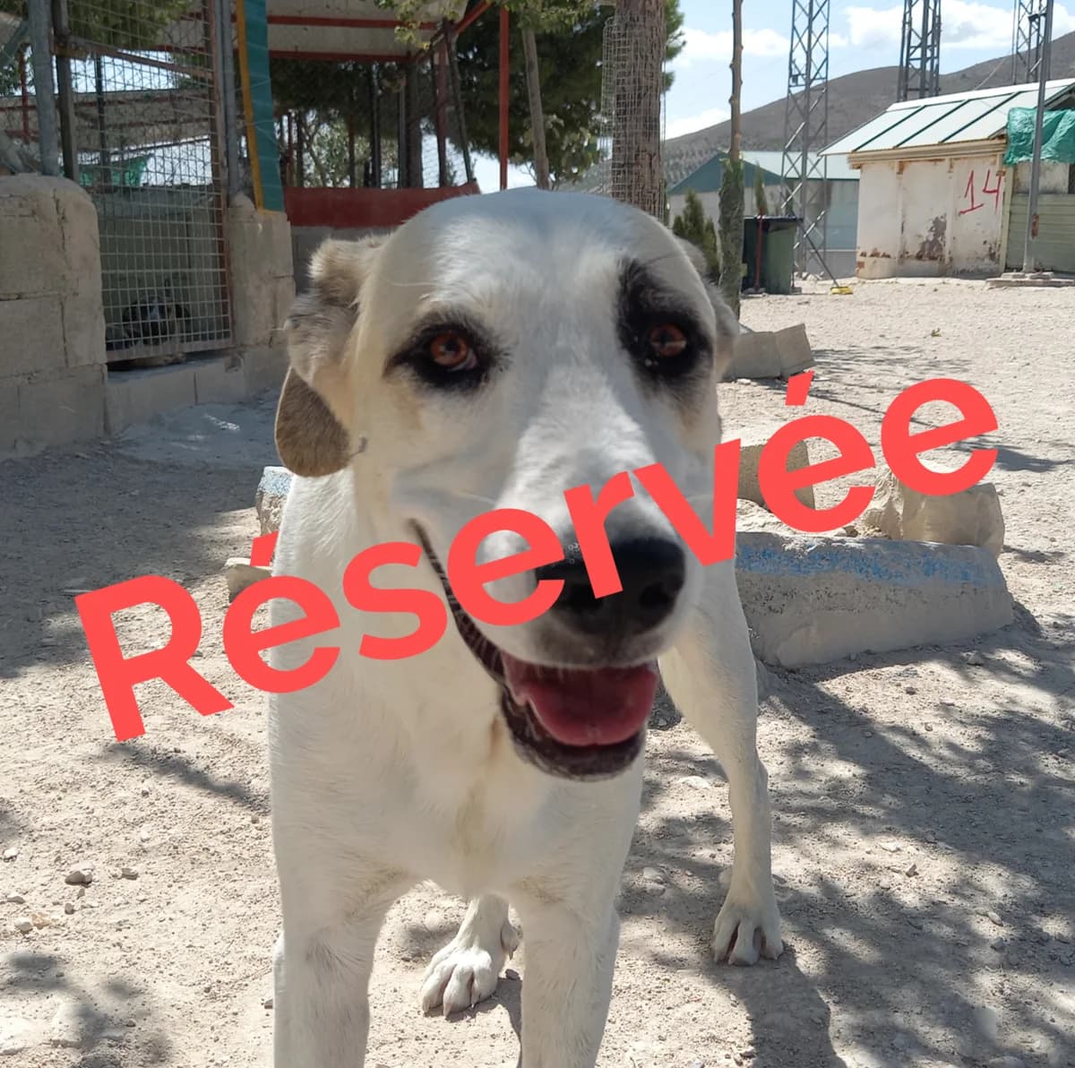 NEYS, puppy Mixed Breed for adoption at MACFI - Maison d