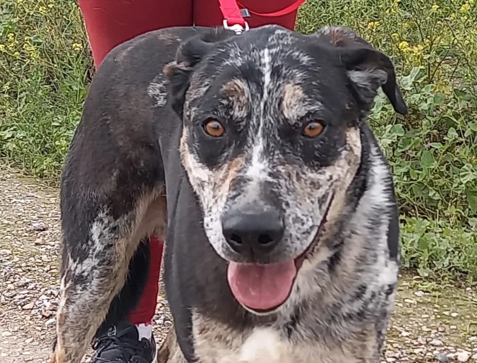 BIMBO, Mixed Breed for adoption at MACFI - Maison d