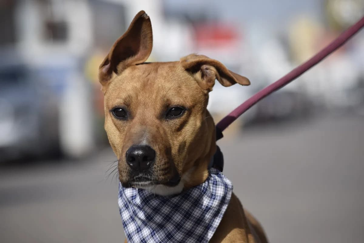 DYLAN, Mixed Breed for adoption at MACFI - Maison d