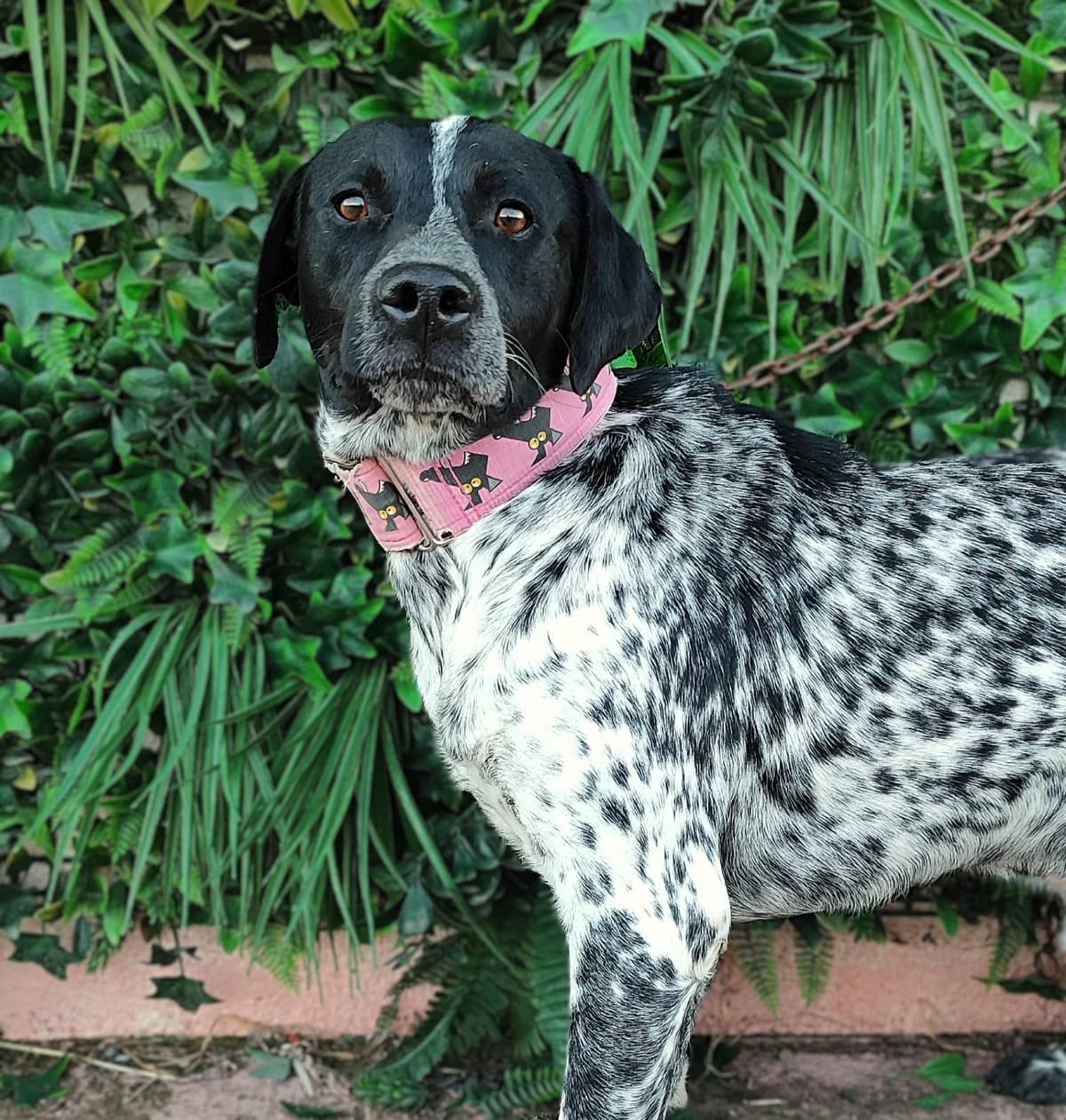 POLARITY, male Mixed Breed for adoption at MACFI - Maison d