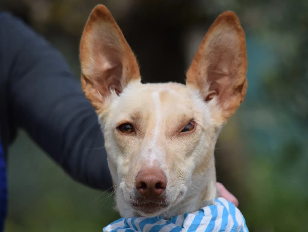 NEFER, Mixed Breed for adoption at MACFI - Maison d