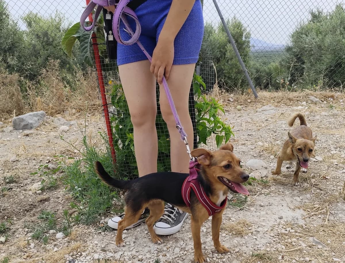TILA, Mixed Breed for adoption at MACFI - Maison d