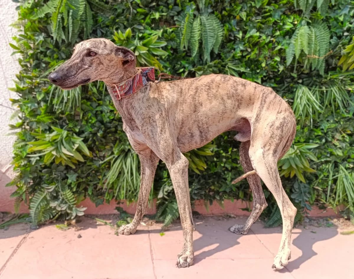 LOAK, Mixed Breed for adoption at MACFI - Maison d