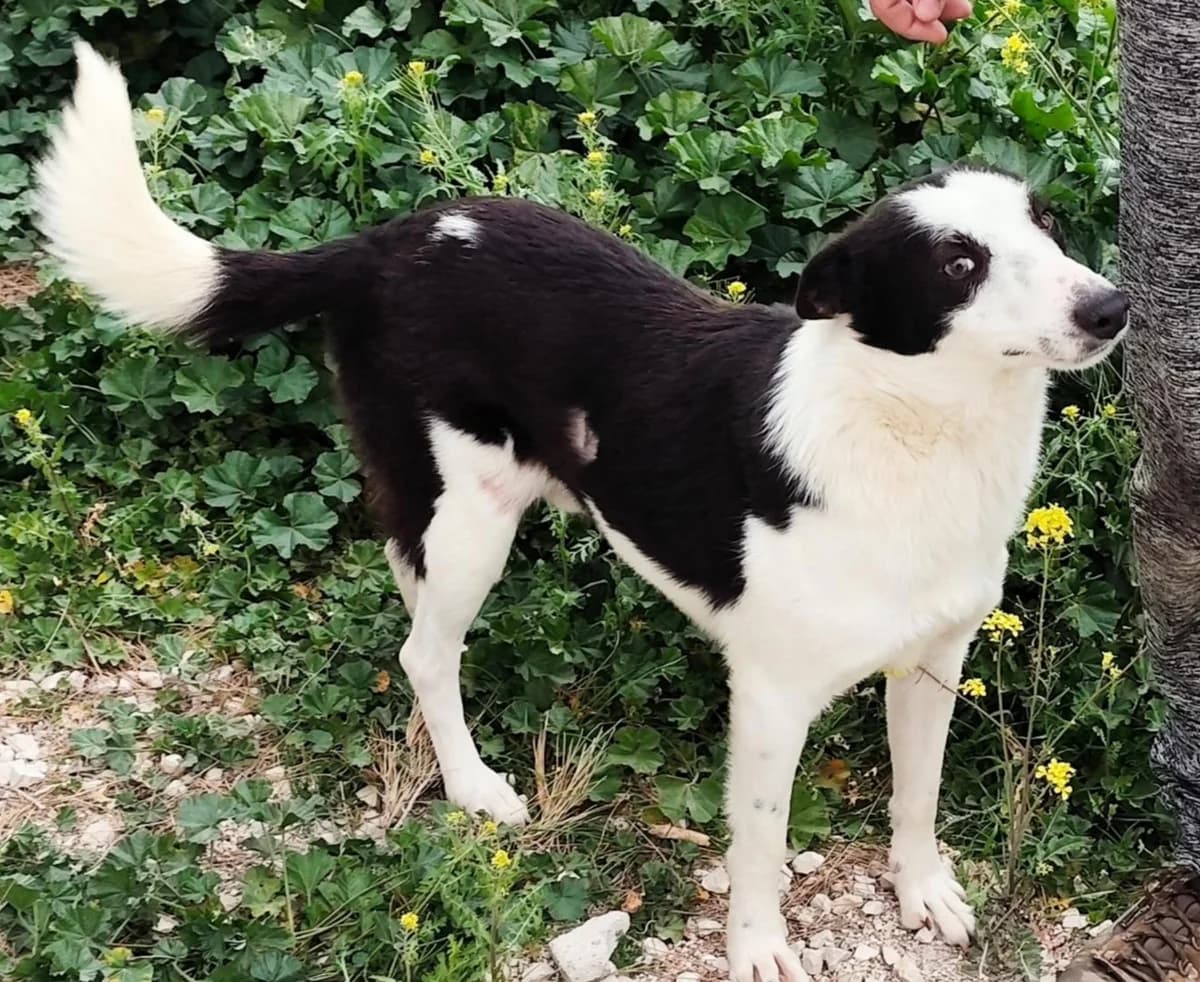 FELIX, female puppy Mixed Breed for adoption at MACFI - Maison d