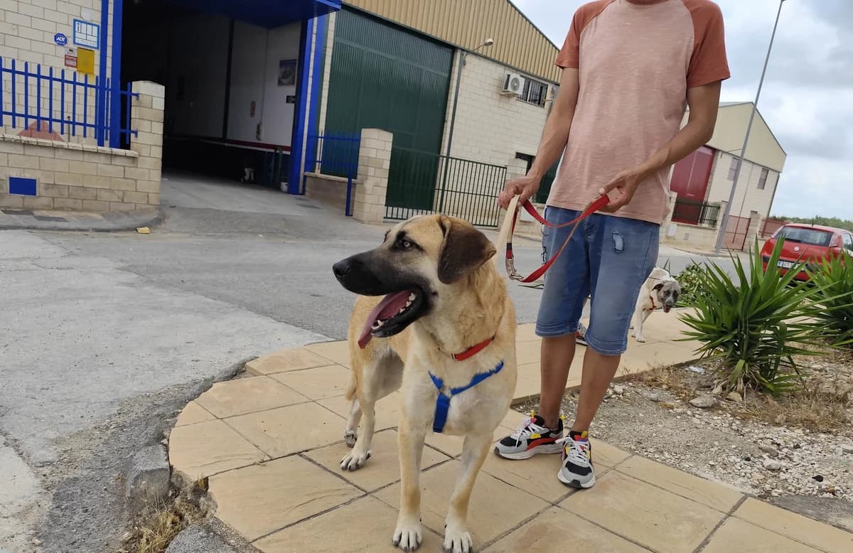 MERY, female puppy Mixed Breed for adoption at MACFI - Maison d