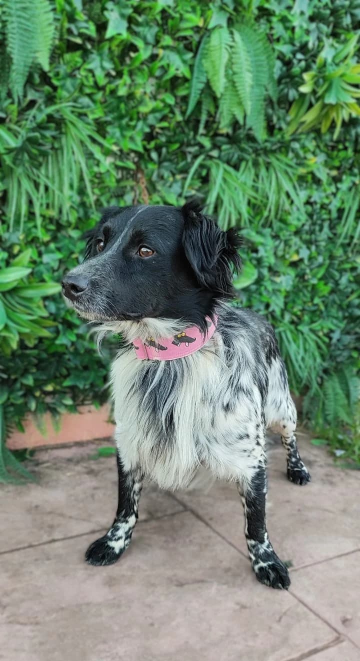 RIORDAN, male Mixed Breed for adoption at MACFI - Maison d