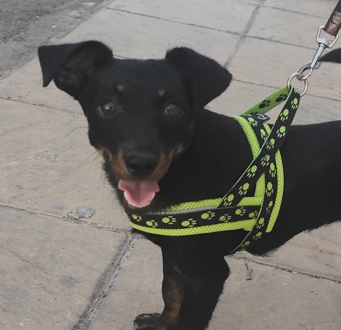 MEGAN, Mixed Breed for adoption at MACFI - Maison d