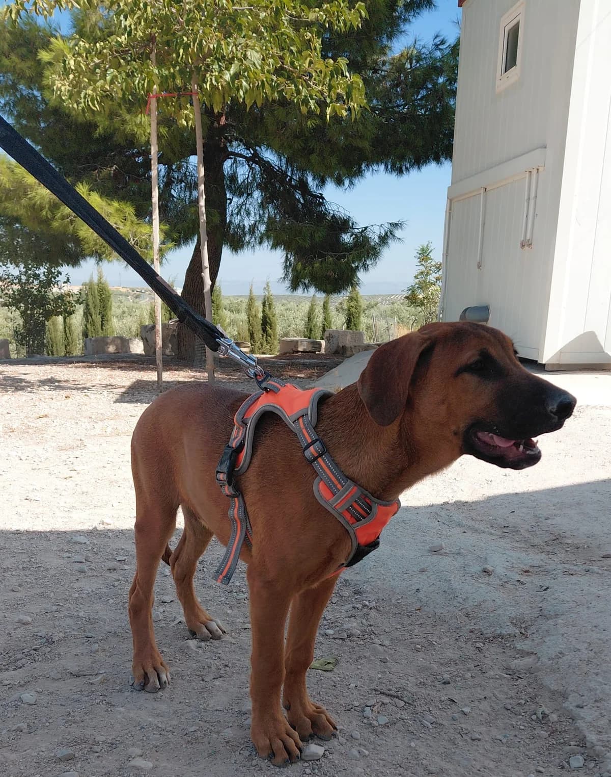 ENZO, puppy Mixed Breed for adoption at MACFI - Maison d