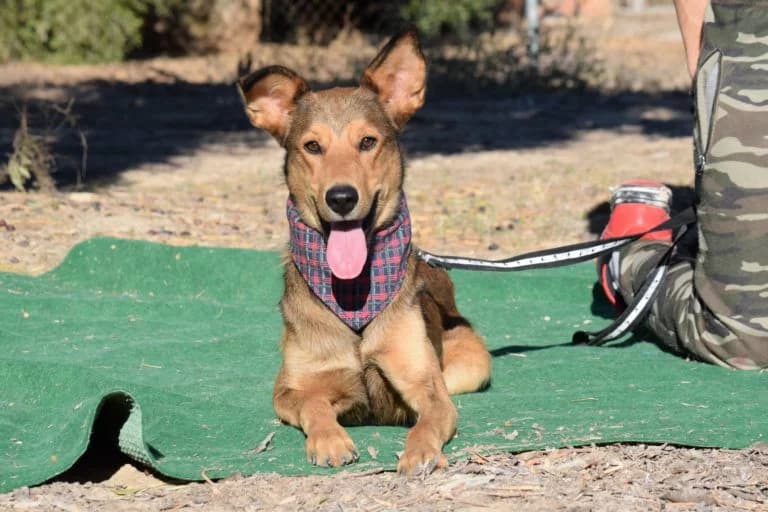 SONY, Mixed Breed for adoption at MACFI - Maison d