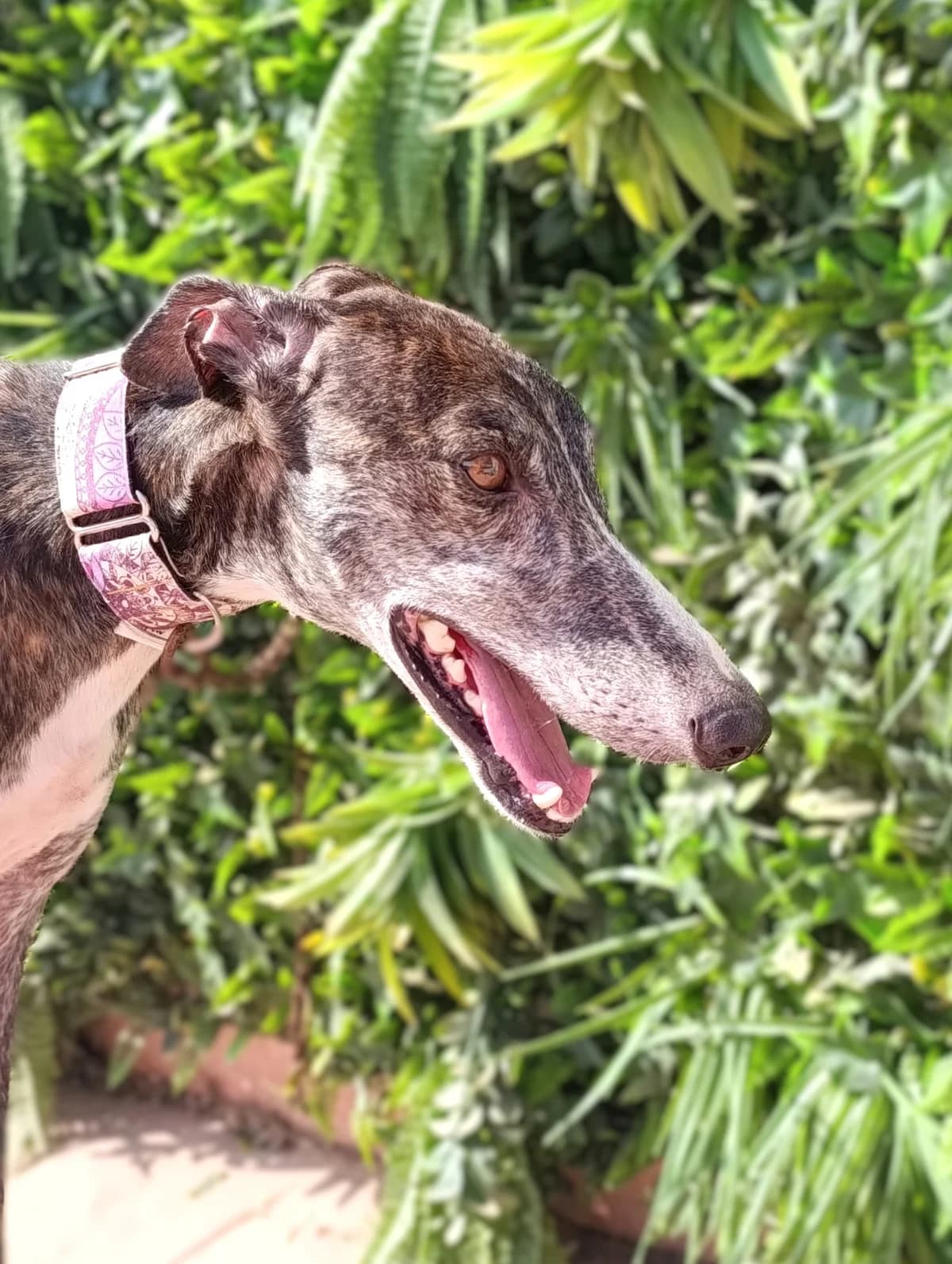 KENAI, Mixed Breed for adoption at MACFI - Maison d