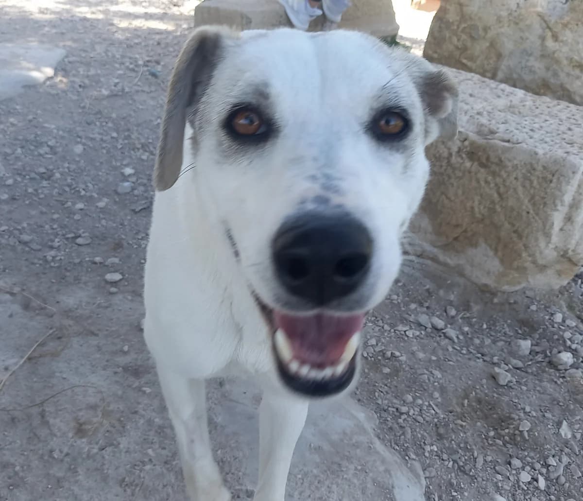 RUNA, Mixed Breed for adoption at MACFI - Maison d