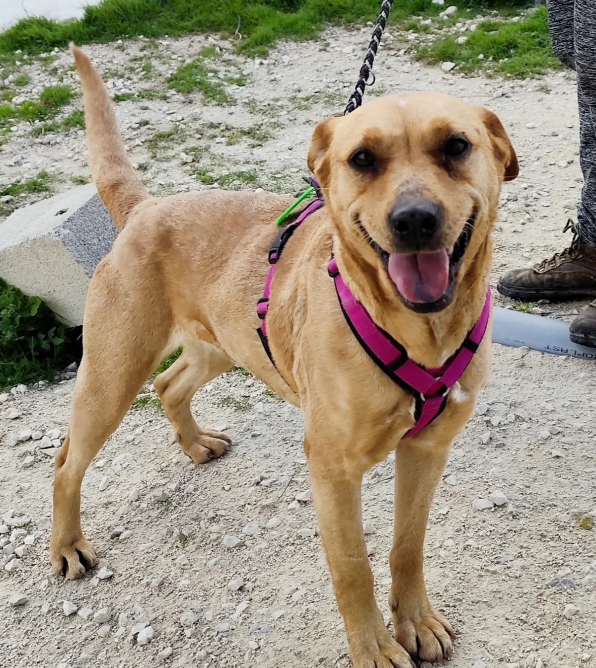 MARSALI, Mixed Breed for adoption at MACFI - Maison d