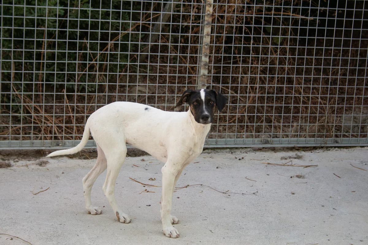 Andina, female puppy mixed breed for adoption at Melampo, Melampo