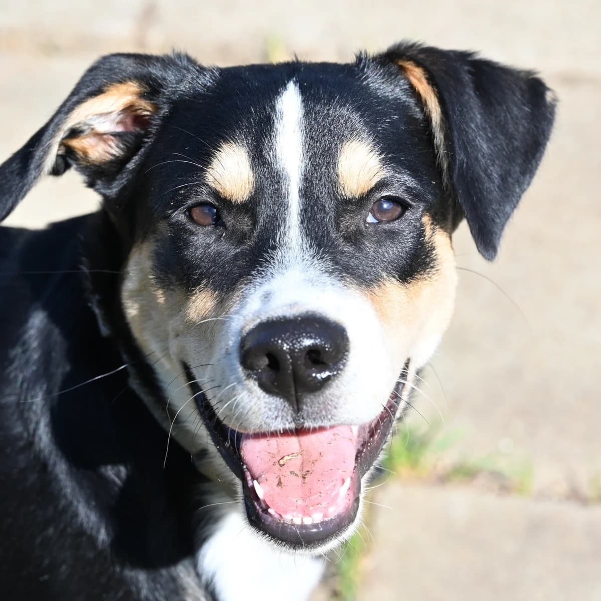 Ares, male senior Mixed Breed for adoption at Melampo, Melampo