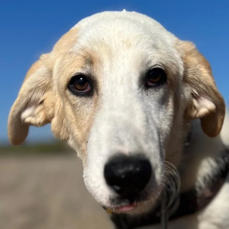 Arturo, male young Mixed Breed for adoption at Melampo, Melampo