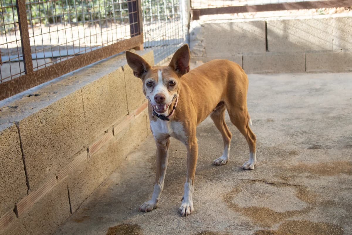 Bernarda, female senior Podenco for adoption at Melampo, Melampo