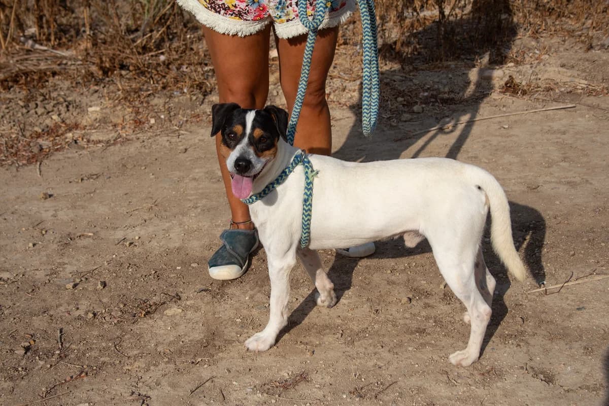 Corzo, male 5yo Bodeguero Andaluz for adoption at Melampo, Melampo