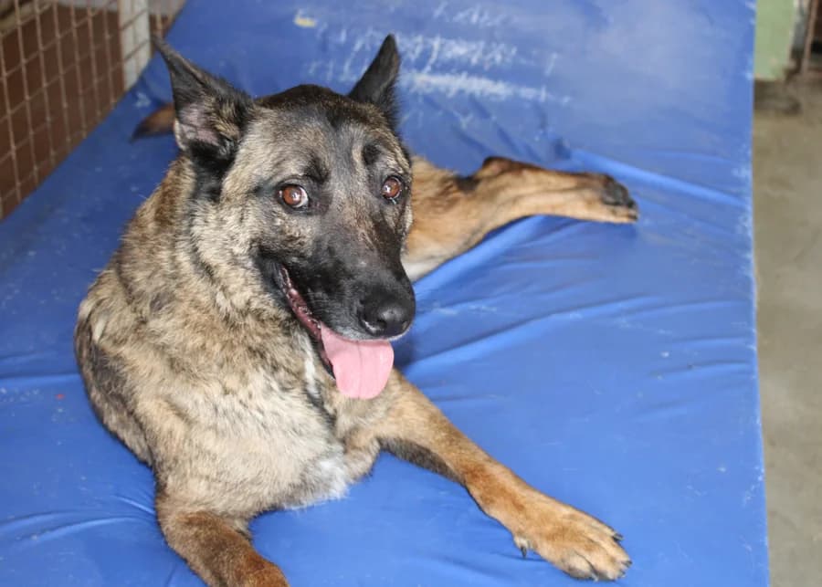 Eimon, male 3yo Belgian Malinois for adoption at Melampo, Melampo
