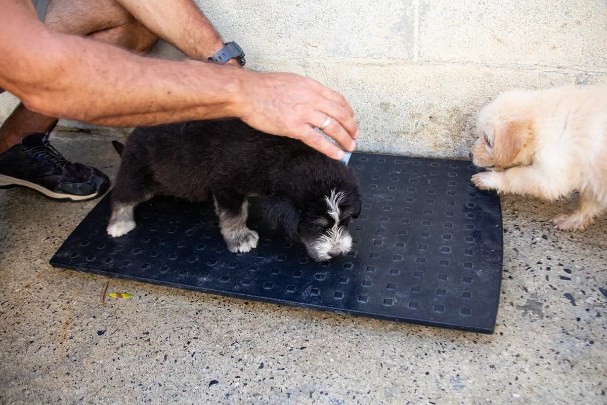 Fedal, male puppy Mixed Breed for adoption at Melampo, Melampo