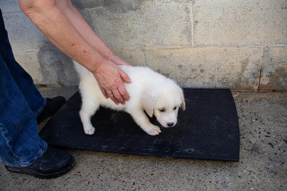 Fine, female puppy Mixed Breed for adoption at Melampo, Melampo