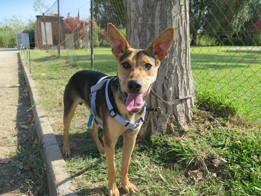 Kino, male puppy German Shepherd for adoption at Melampo, Melampo